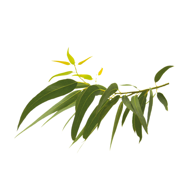 Eucalyptus Citronné