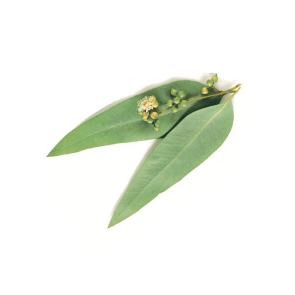 Eucalyptus