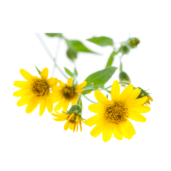 Arnica