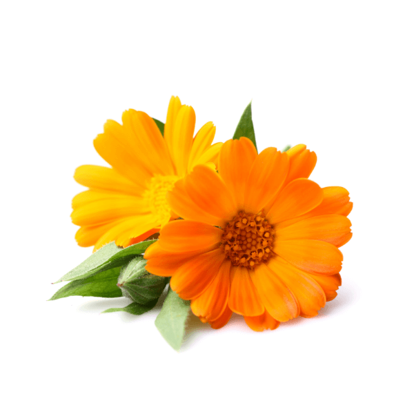 Calendula